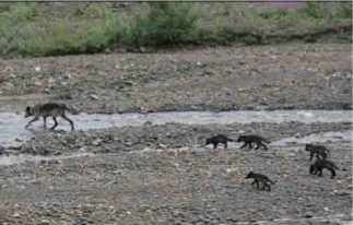 Denali Park wolf pack photo-Jimmy Tohill