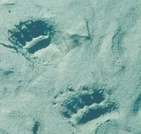 Grizzly tracks in mud and sand