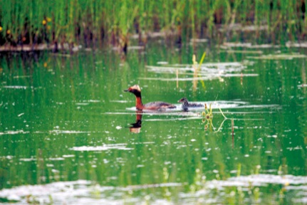 Horned Grebe in Alaska-Kevin Hamel