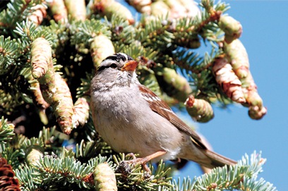 White-Crowned Sparrow in Alaska-Kevin Hamel