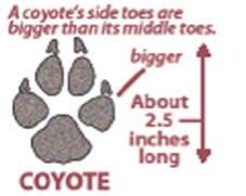 coyote-track