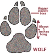 wolf-track