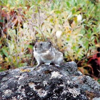 Denali Collared Pika-Mitch Malamud