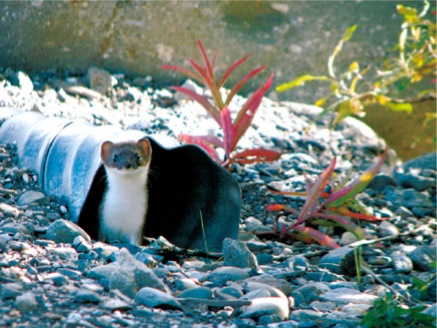 Denali Ermine-Mitch Malamud