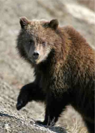 Denali Park Grizzly Cub photo-Jimmy Tohill