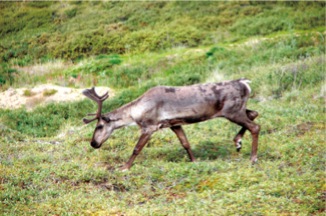 Denali Park Caribou-Mitch Malamud