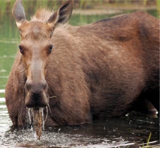 Denali Park Moose-Kevin Hamel
