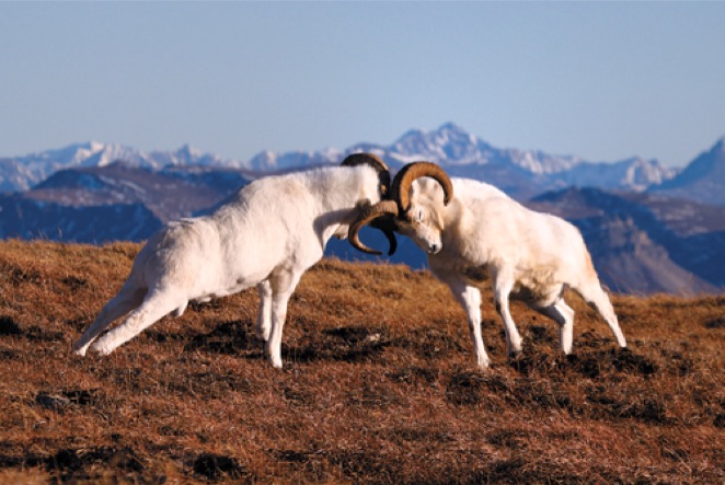 Denali Park Rams-Jimmy Tohill