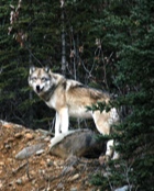 Denali National Park wolf by Jimmy Tohill