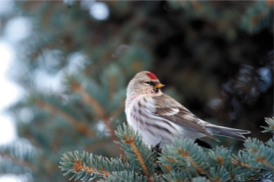 Alaska Redpoll-Kevin Hamel