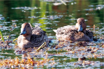 Northern Pintail Alaska-Kevin Hamel