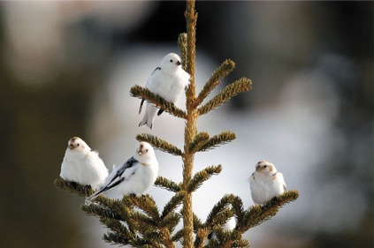 Snow Bunting Alaska-Kevin Hamel