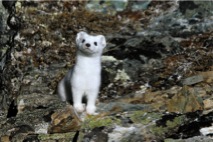 Denali Park alaskan ermine photo by Jimmy Tohill