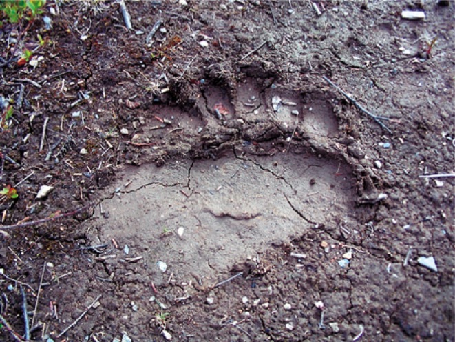 Grizzly Track Photo-Kevin Manning