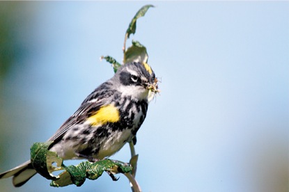 Alaska Yellow Rumped Warbler-Kevin Hamel