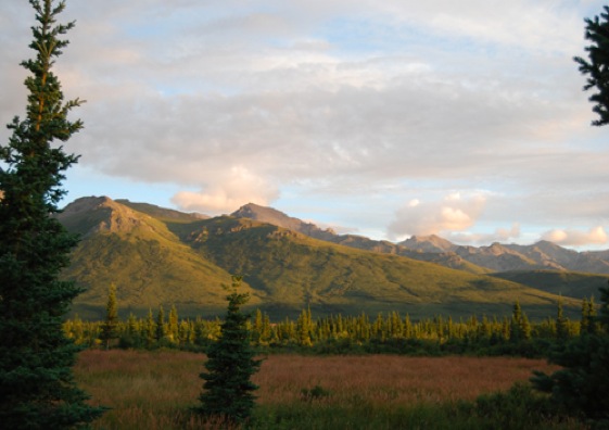 Denali scenery