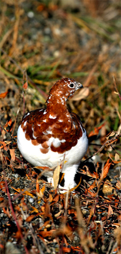 Willow Ptarmigan at Denali by Buck Shreck
