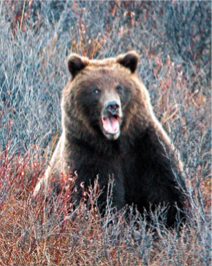 Denali Park Young Bear photo–Jimmy Tohill