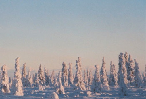 Alaskan Black Spruce in Winter