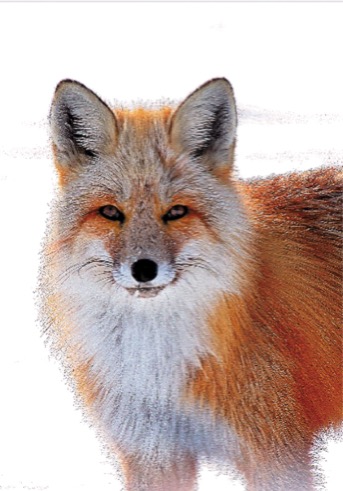 Winter Alaskan Red Fox photo Jimmy Tohill