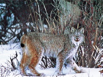 Denali Lynx-Jimmy Tohill