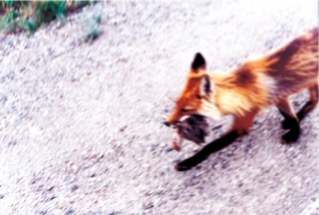 Denali National Park Fox