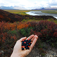 Blueberries on the Denali Highway photo form BLM Glennallen Office